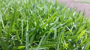 Empire Zoysia Close Up